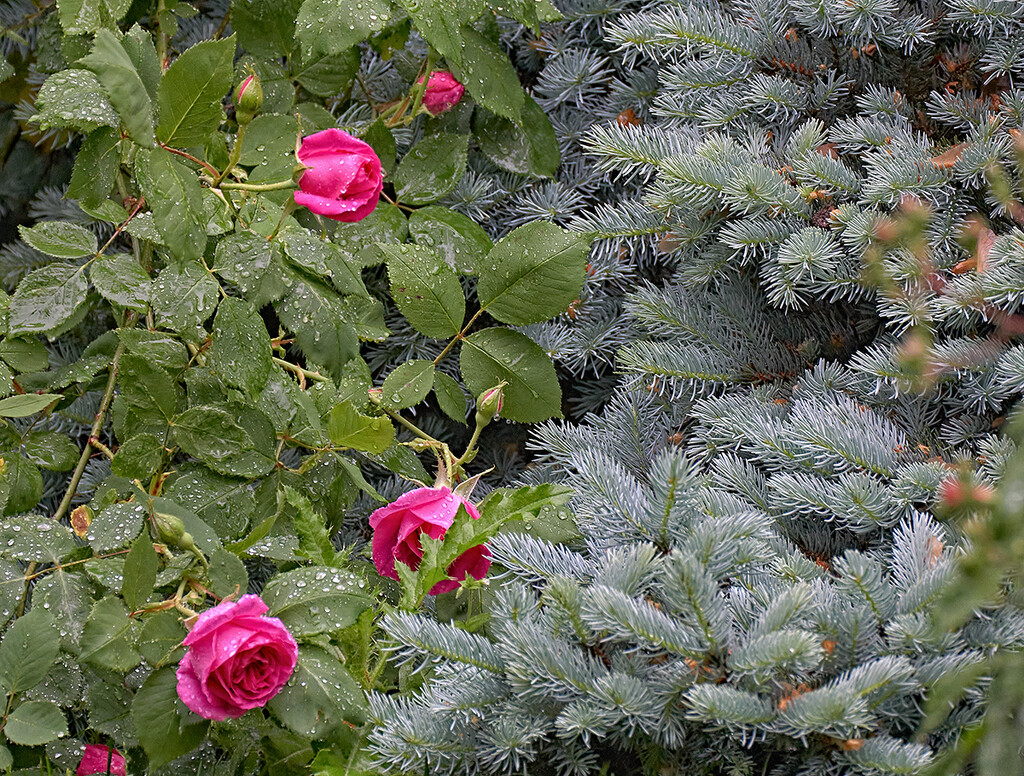 Half Rose and Half Spruce by gardencat
