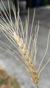 28th May 2024 - Common Wheat