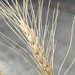 Common Wheat by gothmom1313