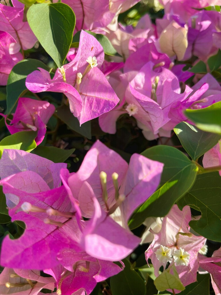 5 27  Pink Bougainvillea by sandlily