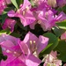 5 27  Pink Bougainvillea by sandlily