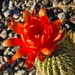 5 27 Orange Cactus Flower