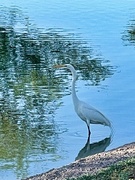 27th May 2024 - 5 27 Great Egret at the lake