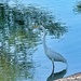 5 27 Great Egret at the lake by sandlily