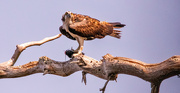 28th May 2024 - Osprey With it's Catch!