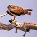 Osprey With it's Catch! by rickster549