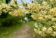 28th May 2024 - a path in the park