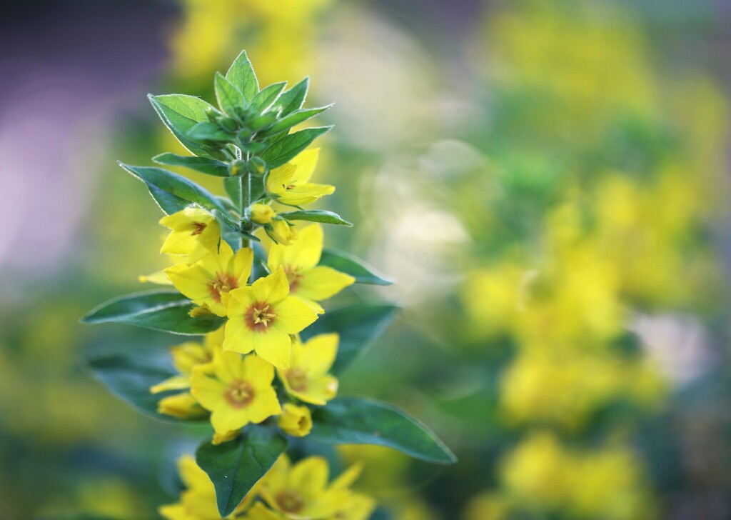 Yellow Loosestrife by lynnz