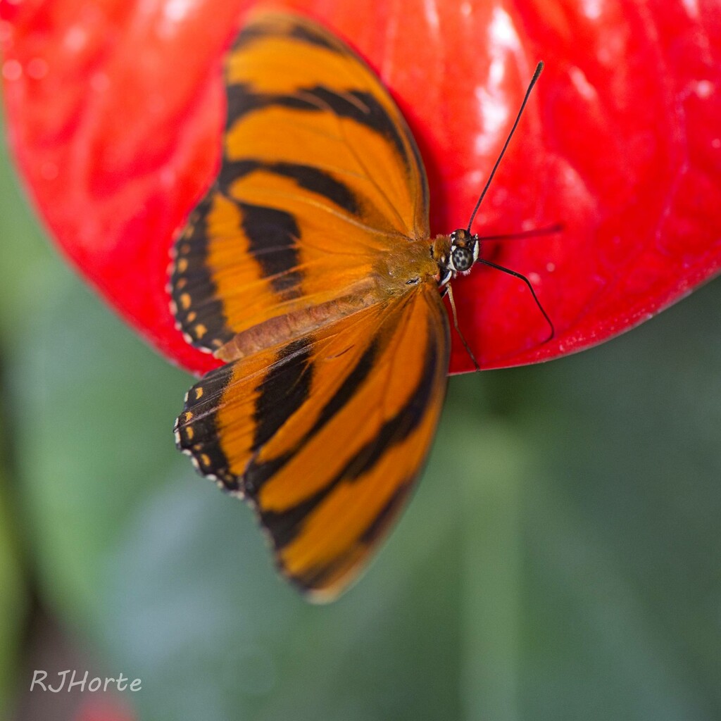 Butterfly World by horter