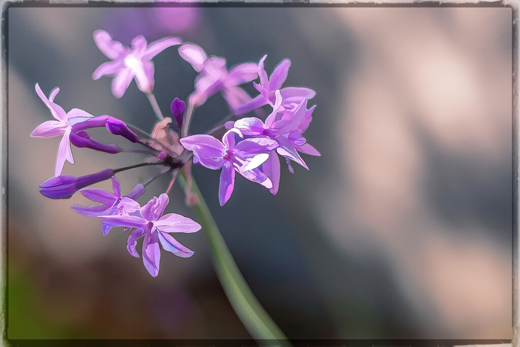 Blooming in cycles by ludwigsdiana