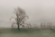 26th May 2024 - Wintery Tree through a Rainy Window