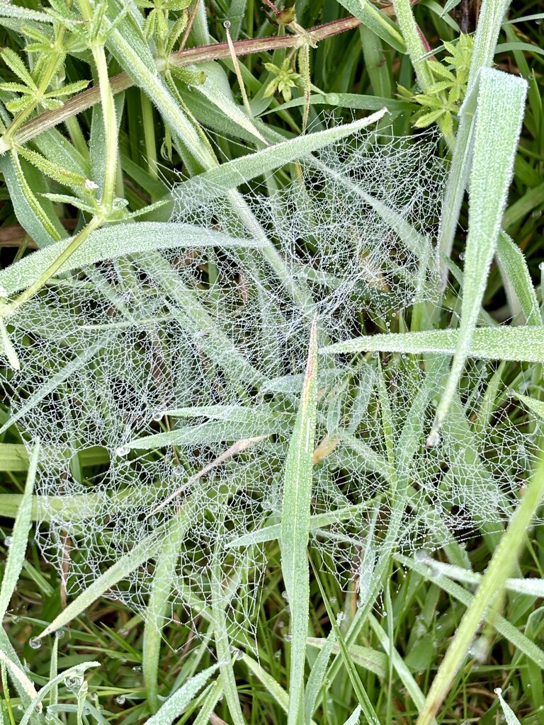 An intricate web by lizgooster