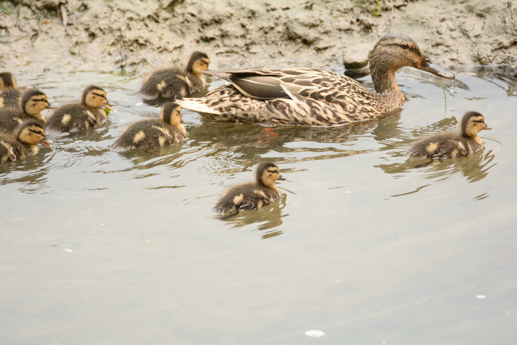 Ducklings.......... by ziggy77