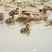 Ducklings.......... by ziggy77