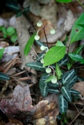 29th May 2024 - Pipsissewa is blooming...
