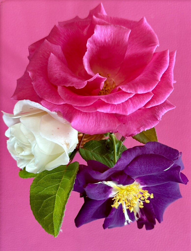 Lovely smelling roses by stimuloog