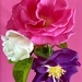 Lovely smelling roses by stimuloog