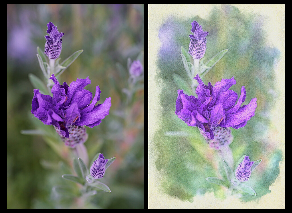 Lavender Bush Two Ways by gardencat