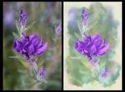 29th May 2024 - Lavender Bush Two Ways