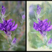 Lavender Bush Two Ways by gardencat