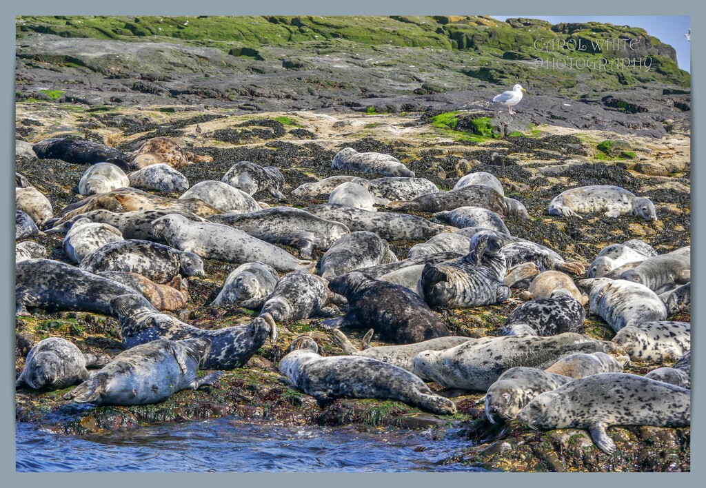 Basking Grey Seals by carolmw