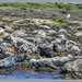Basking Grey Seals