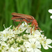 Soldier beetle by 365projectorgjoworboys
