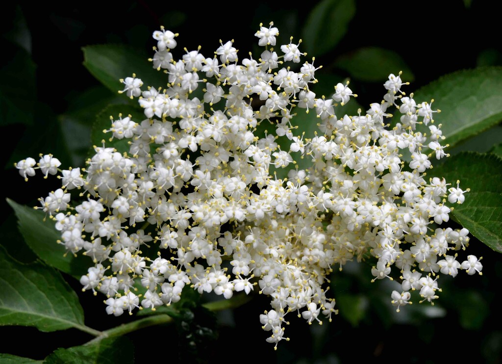 European Black Elderberry Flowers by arkensiel