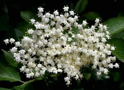 29th May 2024 - European Black Elderberry Flowers