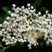 European Black Elderberry Flowers by arkensiel