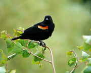 29th May 2024 - Red-Winged Blackbird 