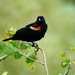 Red-Winged Blackbird  by seattlite