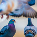 Pigeons - Nottingham Slab Square