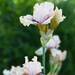 Irises by paintdipper