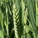 Wheat growing well by 365anne