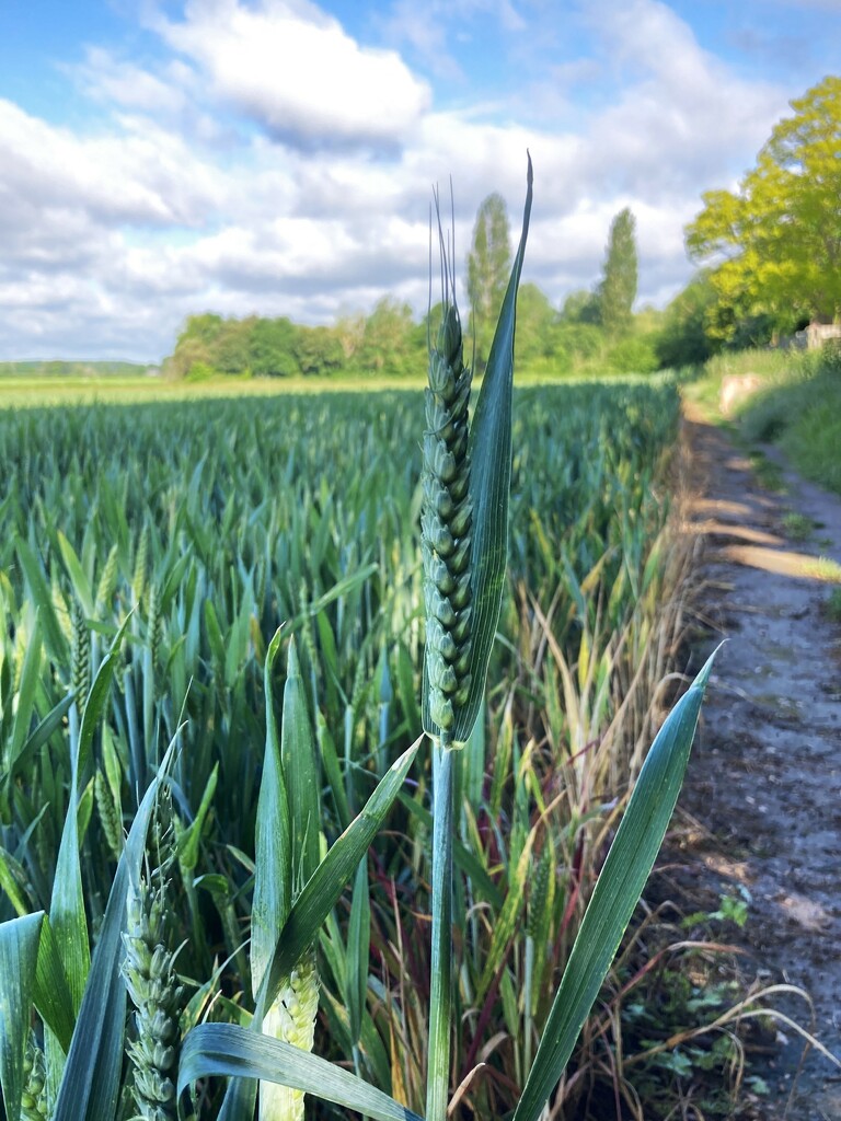 Wheat landscape by 365anne