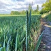 Wheat landscape by 365anne