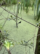 29th May 2024 - Moorhen chick