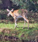 28th May 2024 - May 28 Deer Across Big Pond C U IMG_9910AA