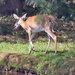 May 28 Deer Across Big Pond C U IMG_9910AA by georgegailmcdowellcom