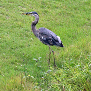 17th May 2024 - May 17 Heron Ready To Flip Fish IMG_9544AAA