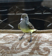 18th May 2024 - May 18 Bunting Attacking Self In Window IMG_9553AA