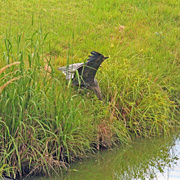 19th May 2024 - May 19 Heron Lunges For Fish IMG_9572AA