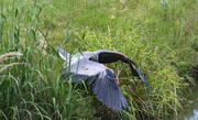 20th May 2024 - May 20 Heron Lunges For Fish IMG_9601AAA