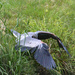 May 20 Heron Lunges For Fish IMG_9601AAA by georgegailmcdowellcom