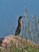 21st May 2024 - May 21 Green Heron On Rock IMG_9626AAA