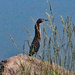 May 21 Green Heron On Rock IMG_9626AAA by georgegailmcdowellcom