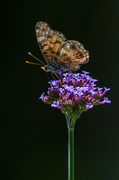 29th May 2024 - American Lady Butterfly