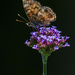 American Lady Butterfly by kvphoto