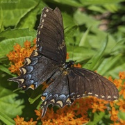 27th May 2024 - Eastern Tiger Swallowtail (female)